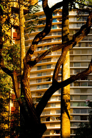 FOTO INTEGRANTE DE TRIPTICO IPÊ BRANCO EM BH